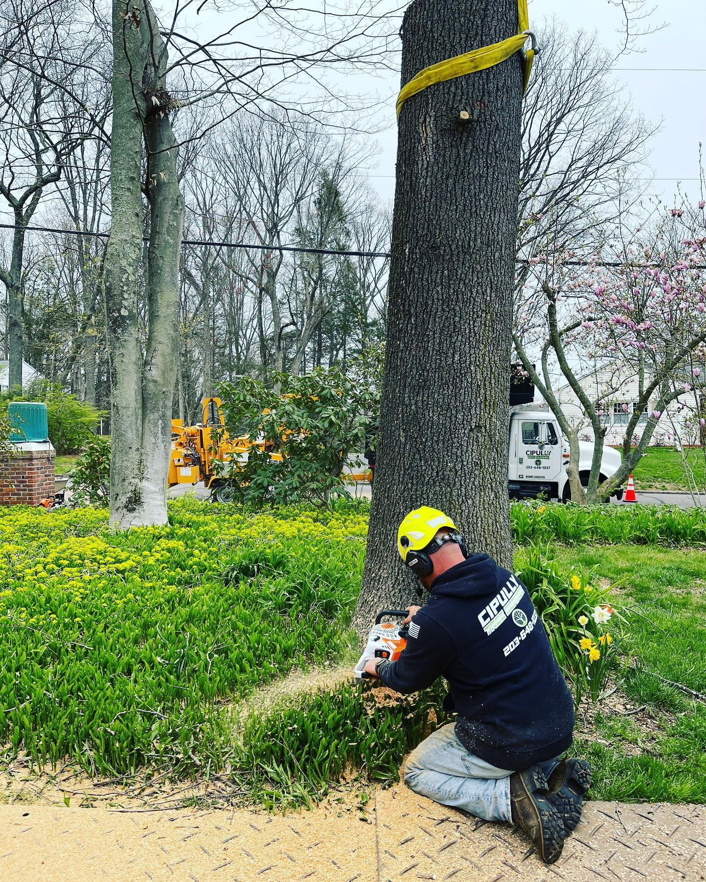Tree removal services