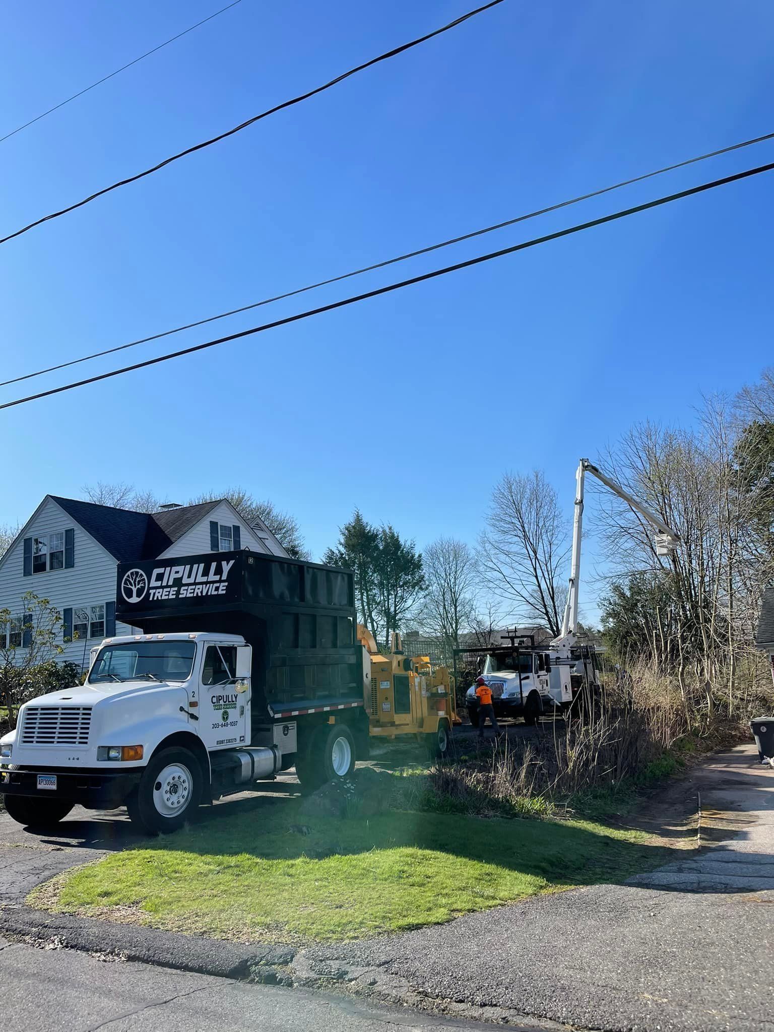 Tree removal services