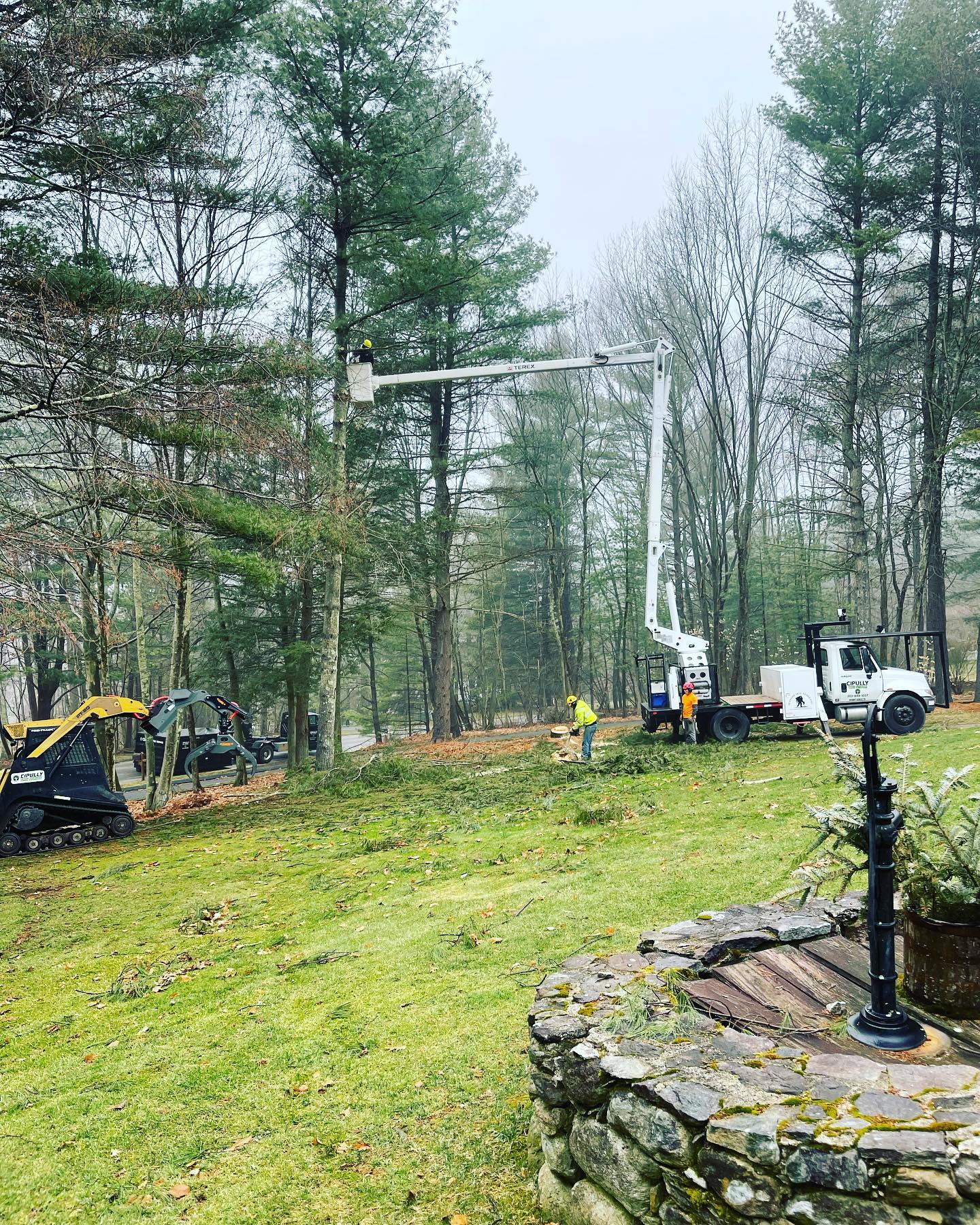 Tree removal services