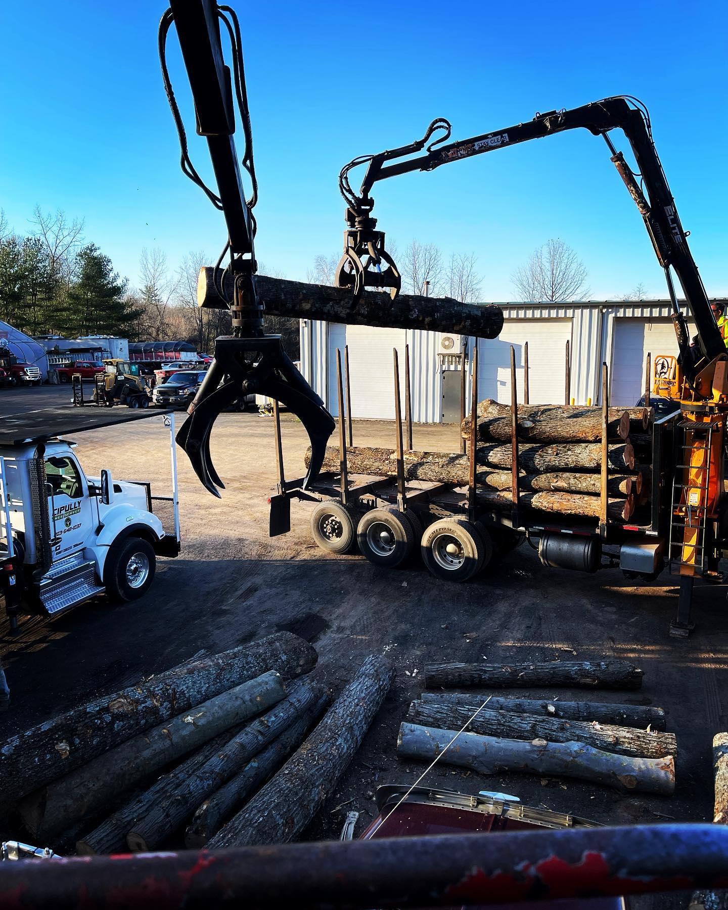 Tree services