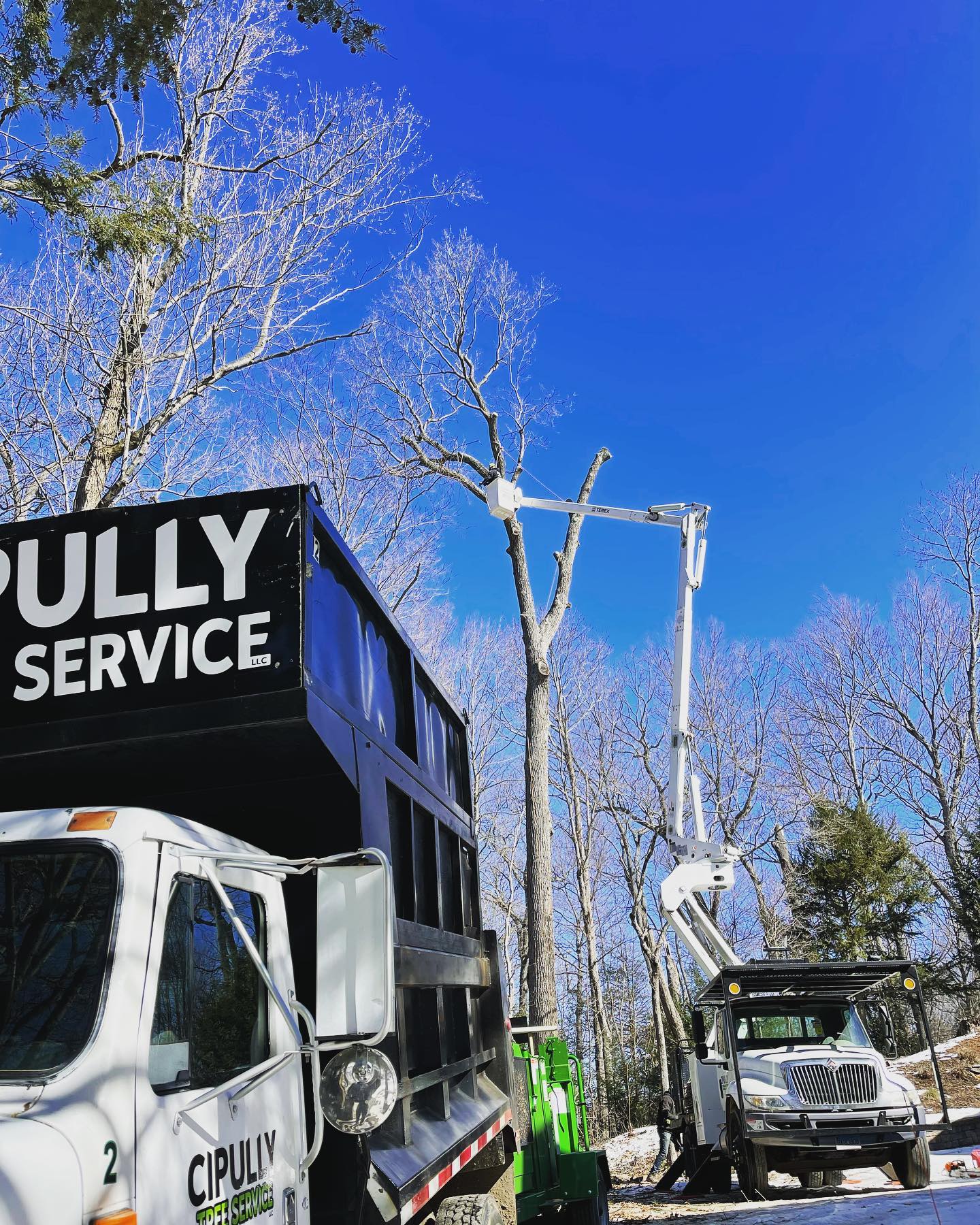 Tree removal services