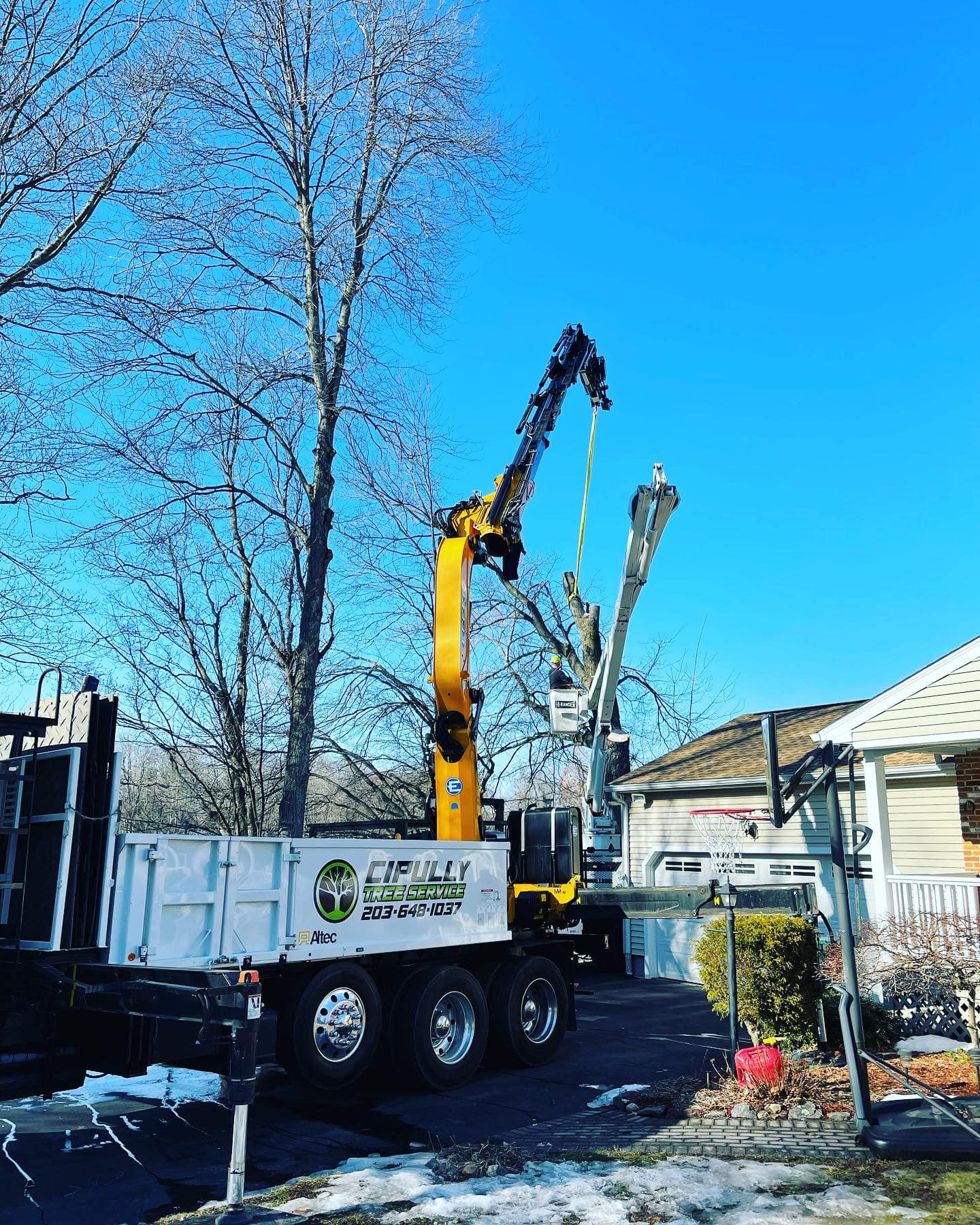 Tree removal services