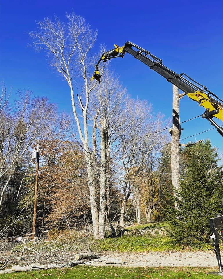 Tree removal services