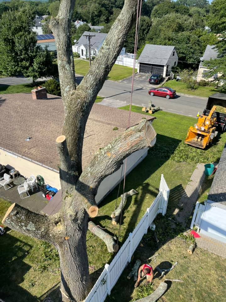Tree removal services