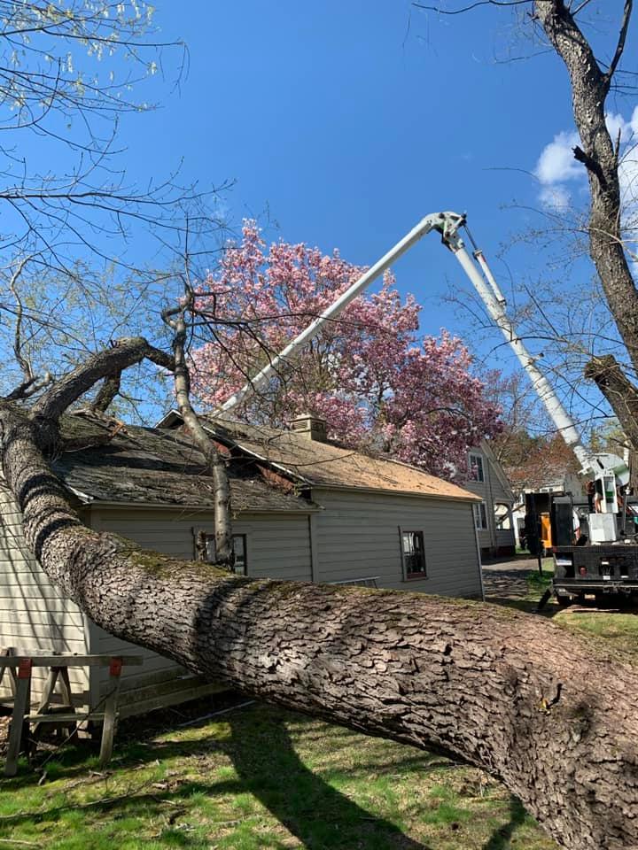 Storm damage clean up