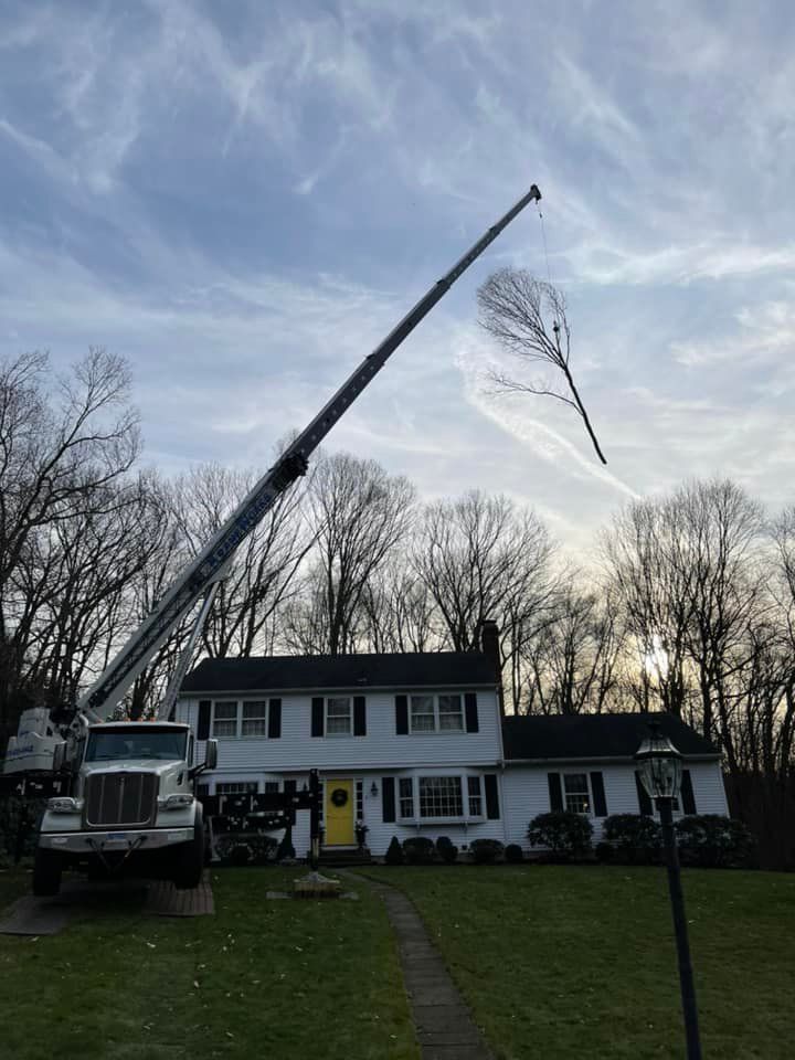 Tree removal services