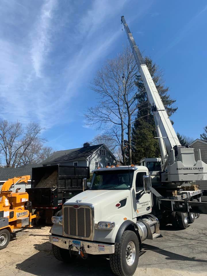 Tree removal services