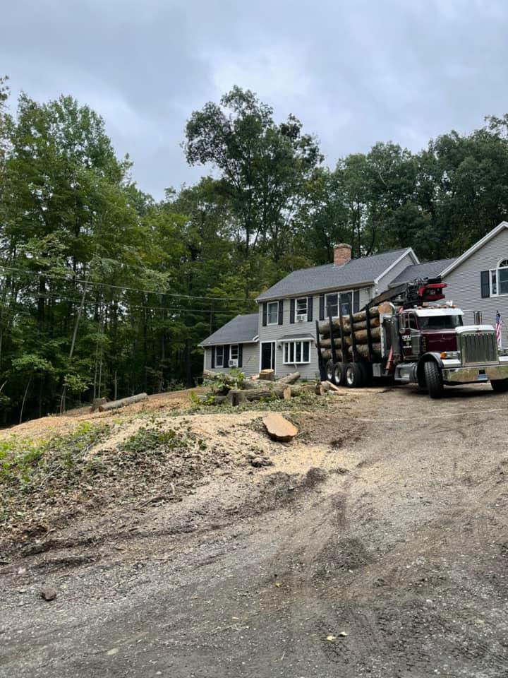 Tree removal services