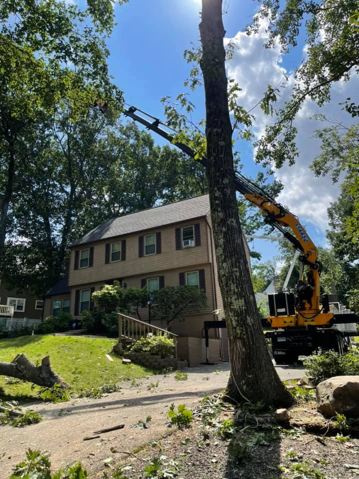Tree removal services
