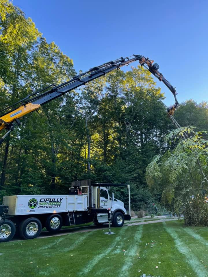 Tree removal services