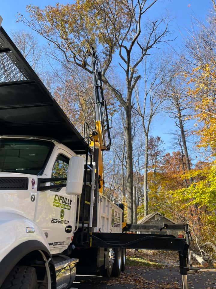 Tree removal services