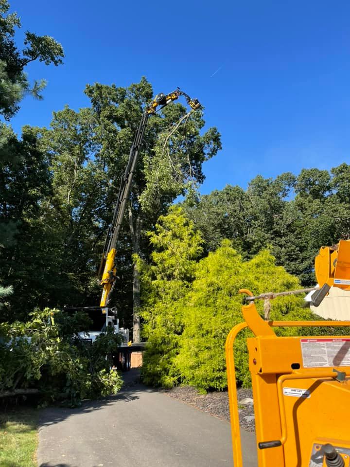 Tree removal services