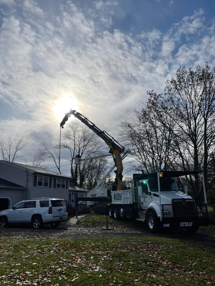 Tree removal services