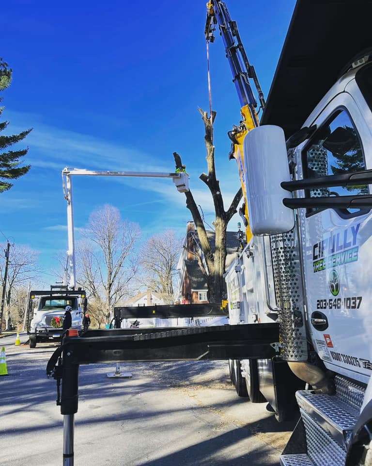 Tree removal services