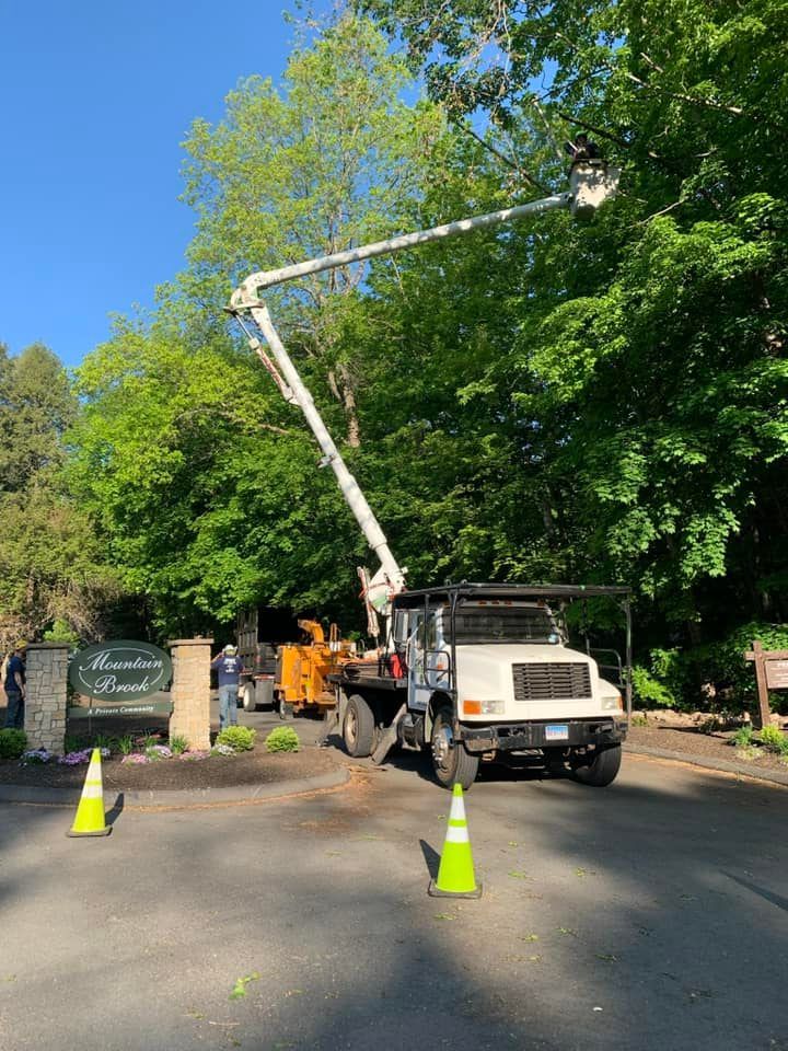 Tree removal services