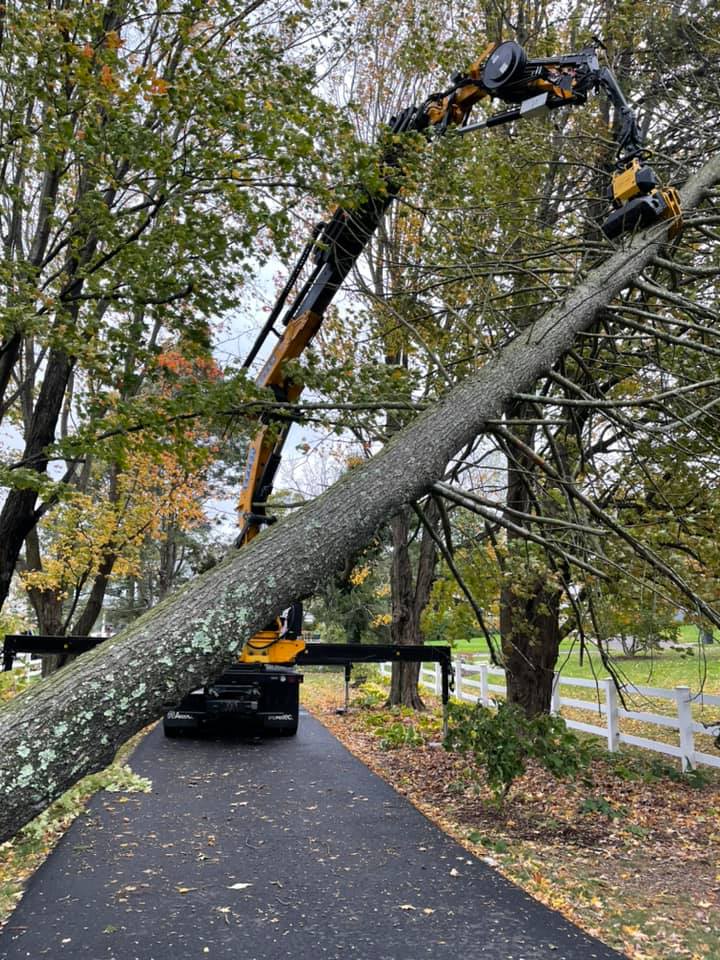 Storm damage clean up