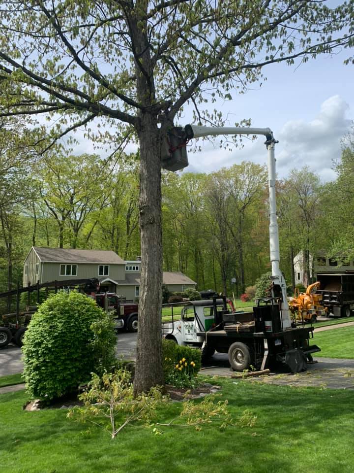 Tree removal services