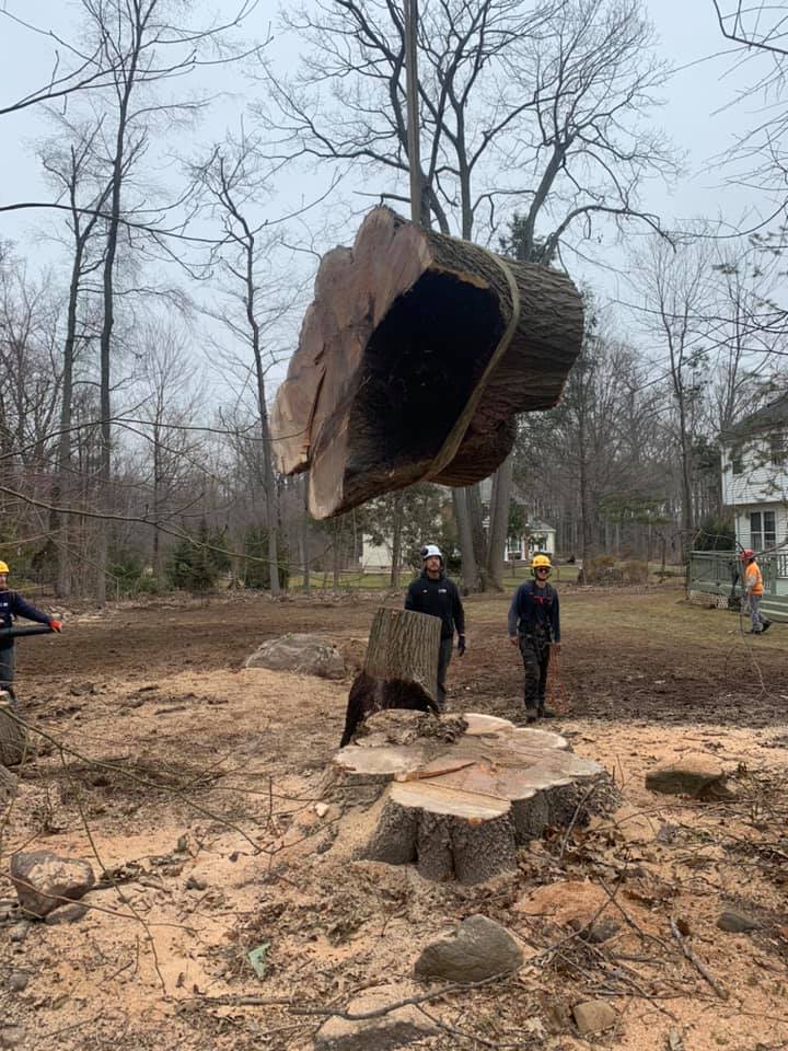 Tree removal services