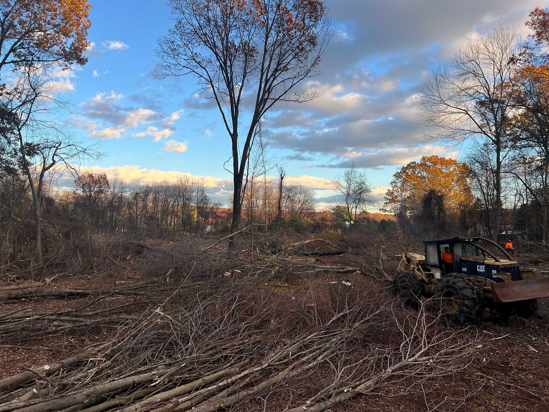 clearing of a wooded area; bulldozer on right, fallen branches, cloudy sky