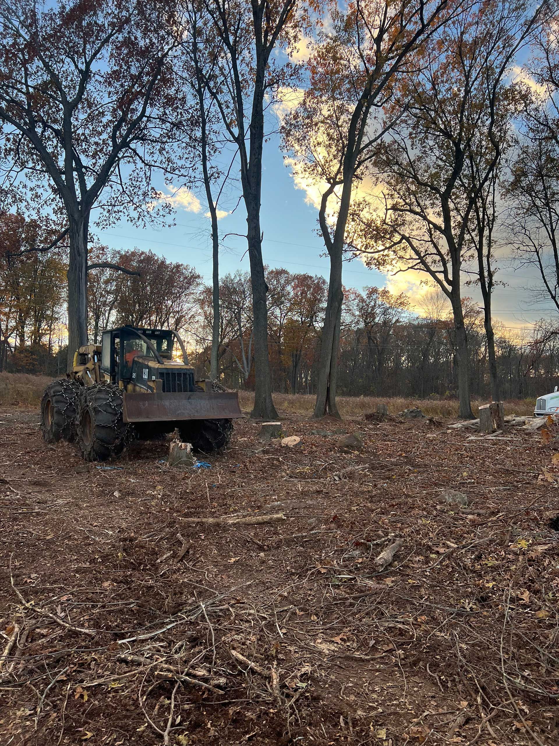 a bulldozer clears a wooded area; brown leaves cover the ground, trees stand in the background