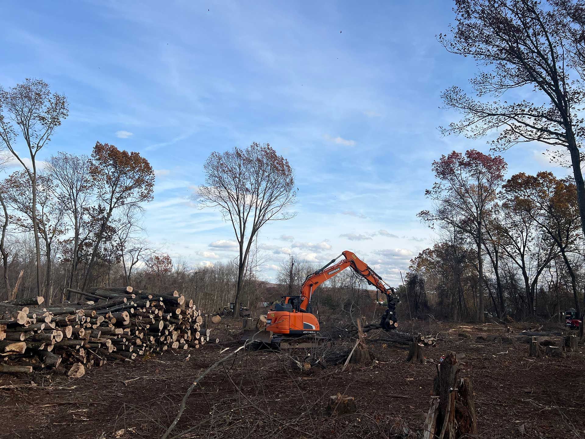 an orange excavator clears trees in a forest, logs are piled nearby under a blue sky