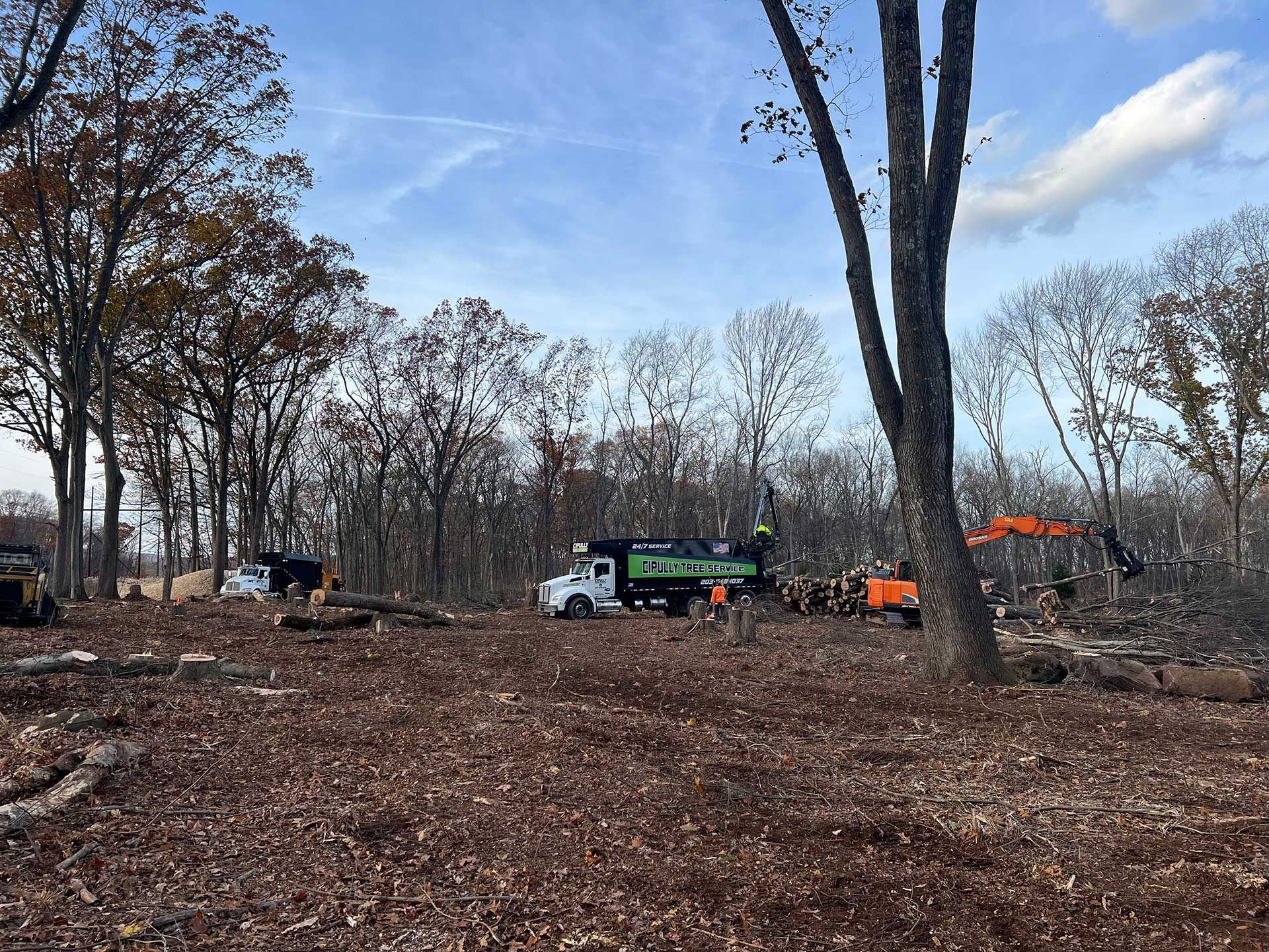 clearing a forest: a truck, excavator, and felled trees on a brown leaf-covered ground under a cloudy sky
