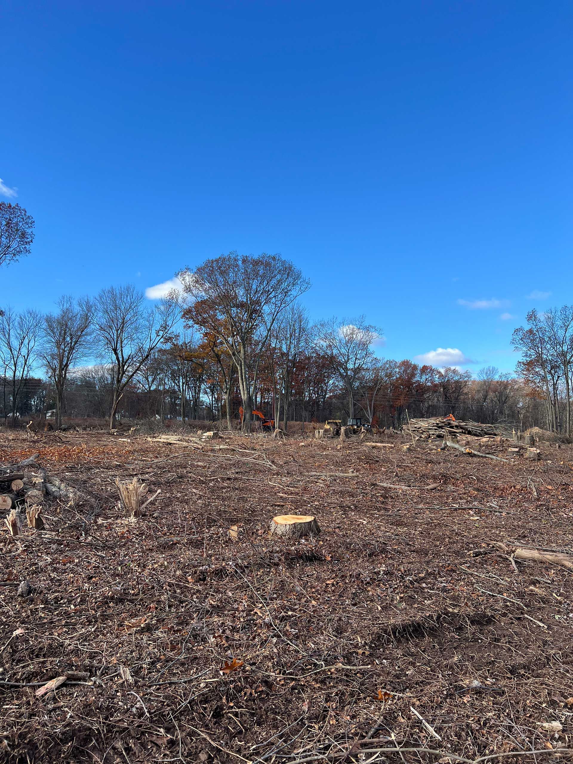 cleared field with scattered brown leaves under trees with autumn-colored foliage against a blue sky