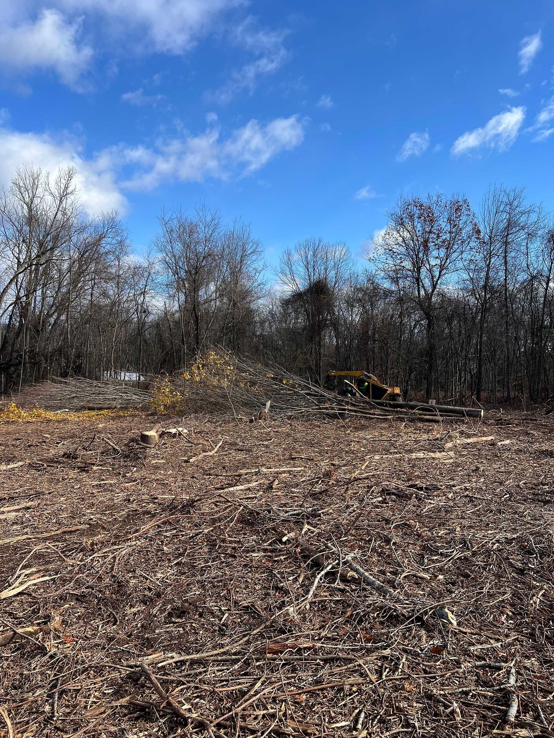 cleared forest area; wood chips in foreground, trees and blue sky with clouds in the background