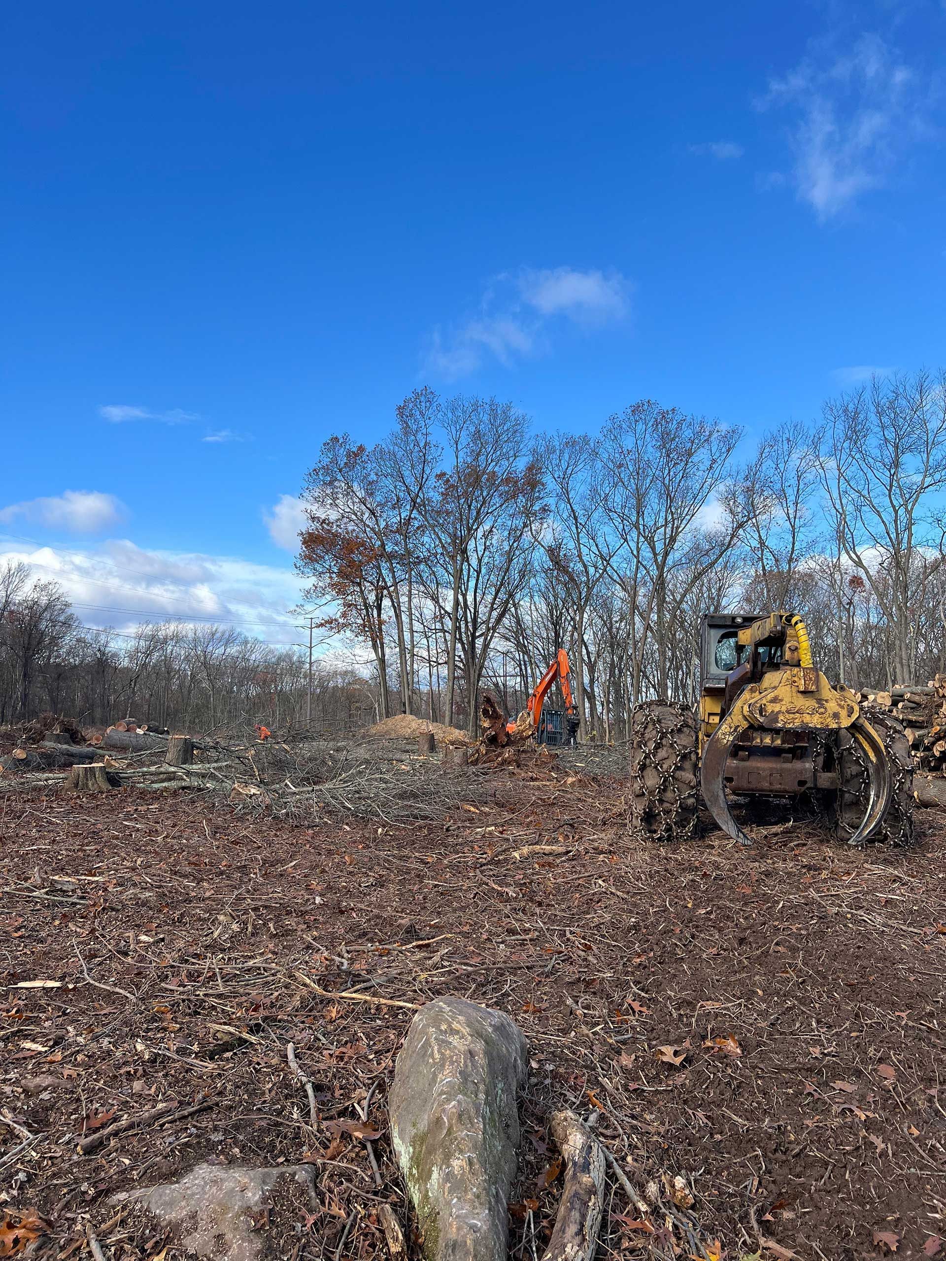 heavy machinery in a cleared area with fallen leaves; trees and blue sky background