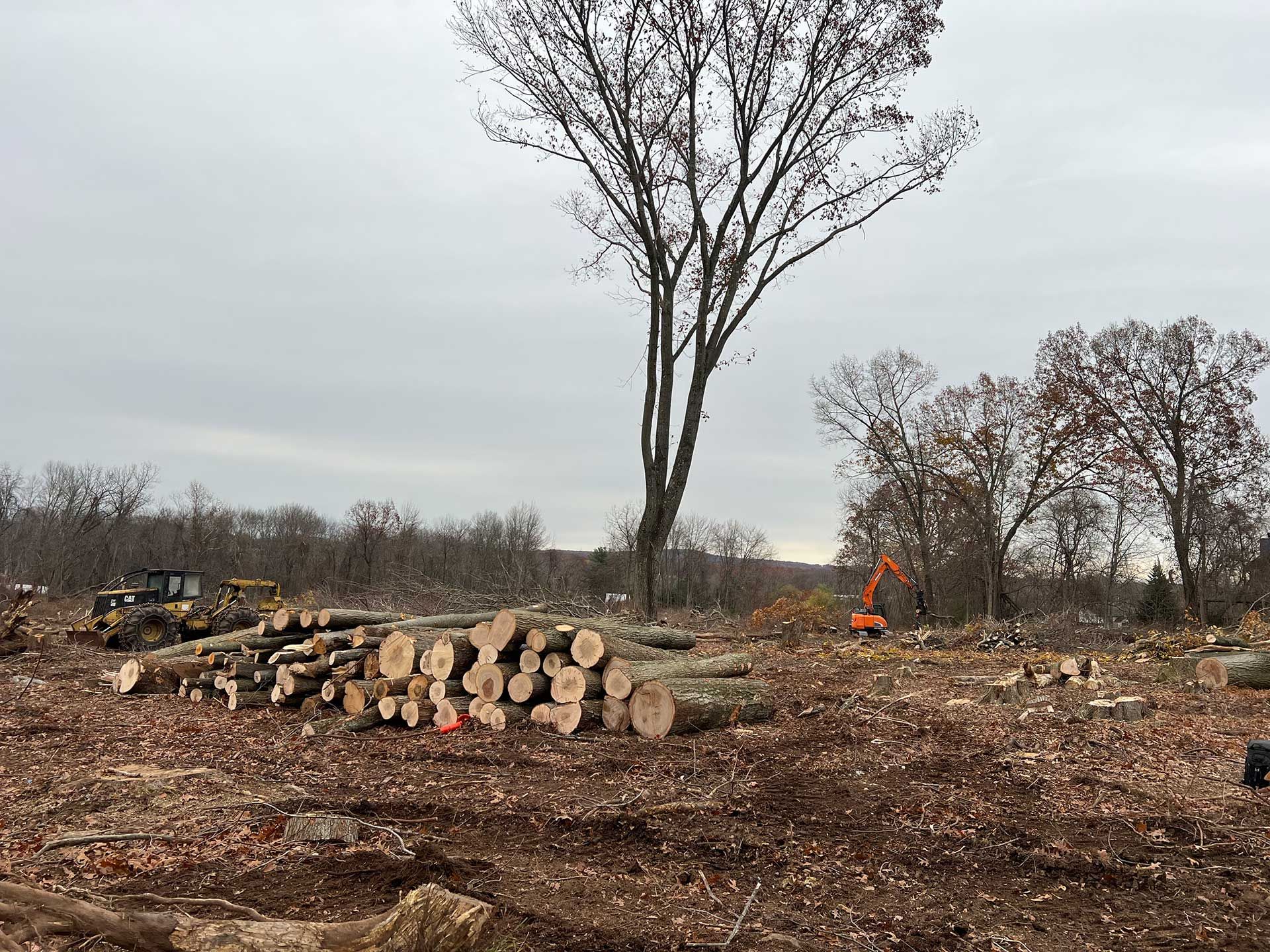 clearing of trees in a field; logs piled, machinery visible, and a cloudy sky above