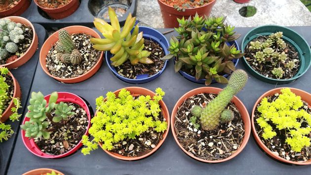 Potted succulents in colorful small pots arranged on a gray surface, with green, yellow, and red plants.