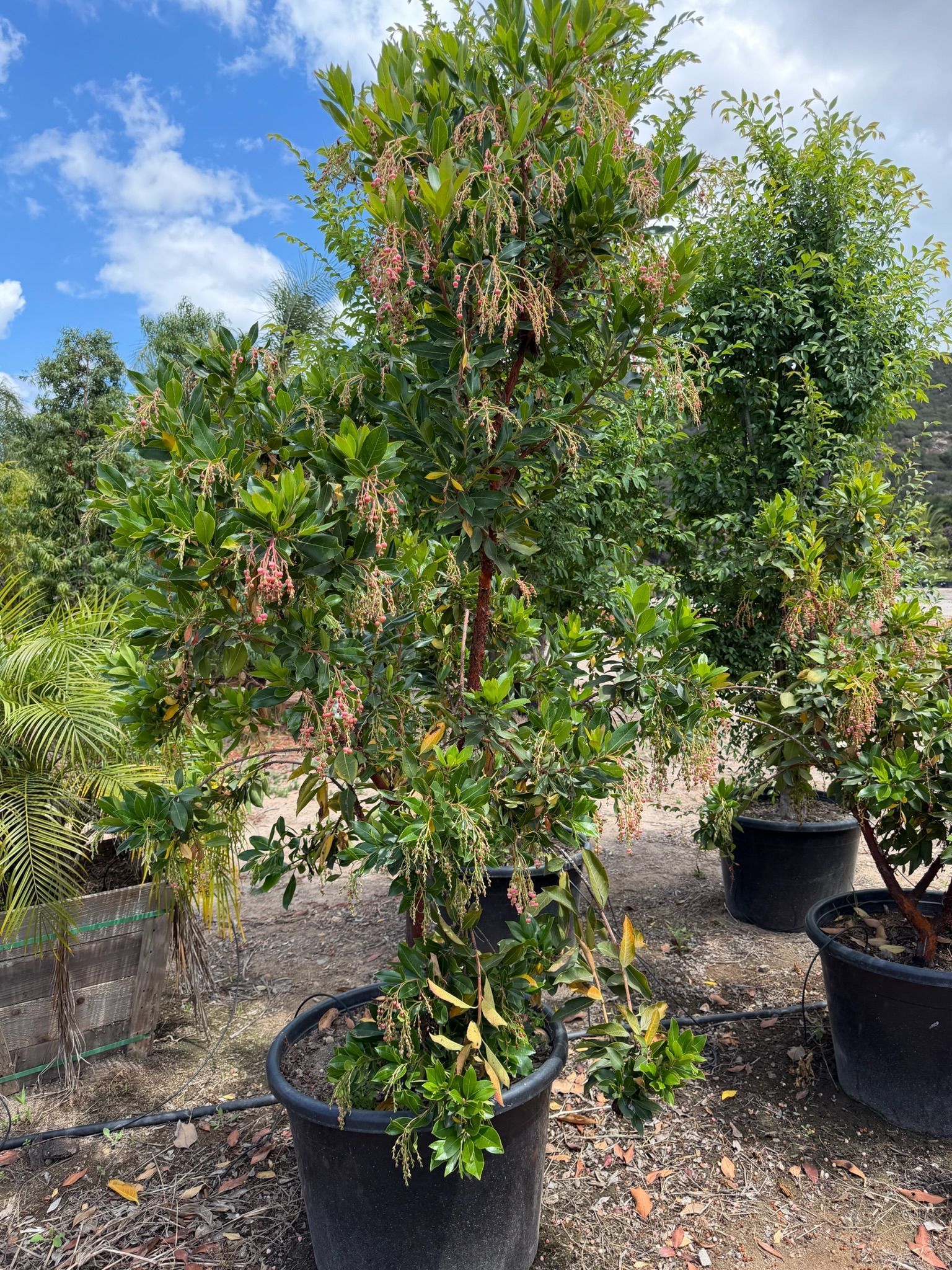 Potted fruit tree with green leaves and pink blossoms outdoors under a blue sky