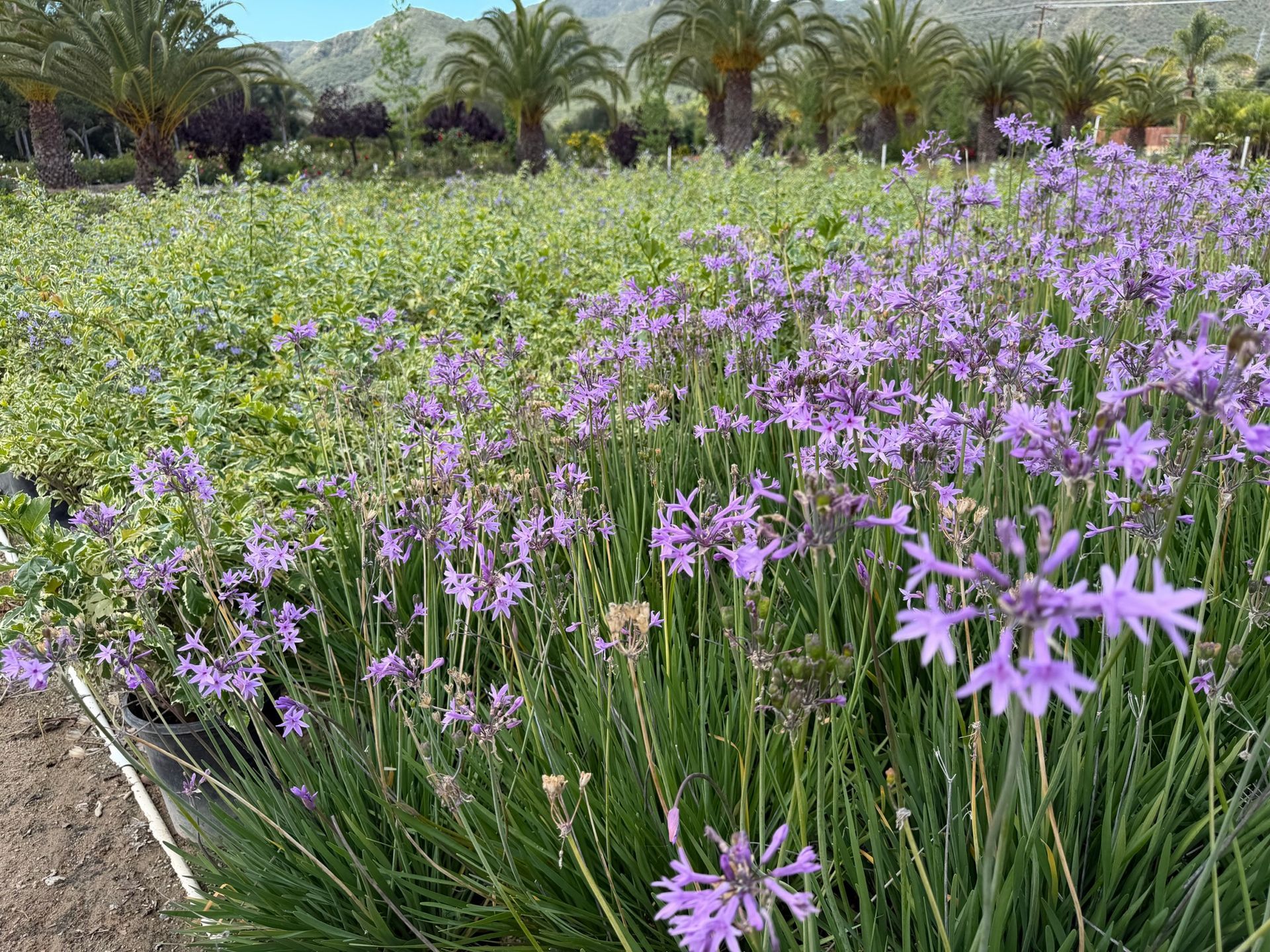 Purple flowers blooming in a sunny garden with palm trees in the background