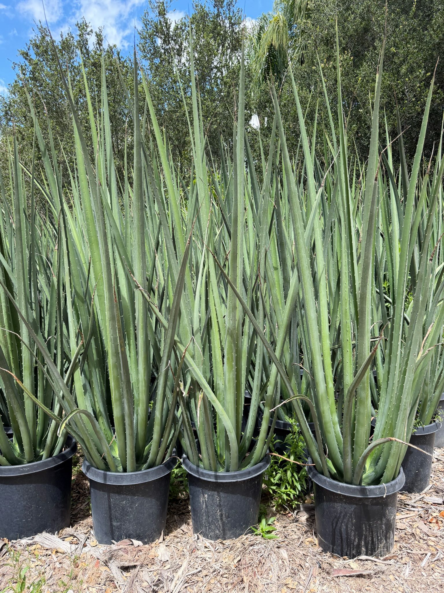Rows of potted aloe vera plants with tall green leaves outdoors in front of trees