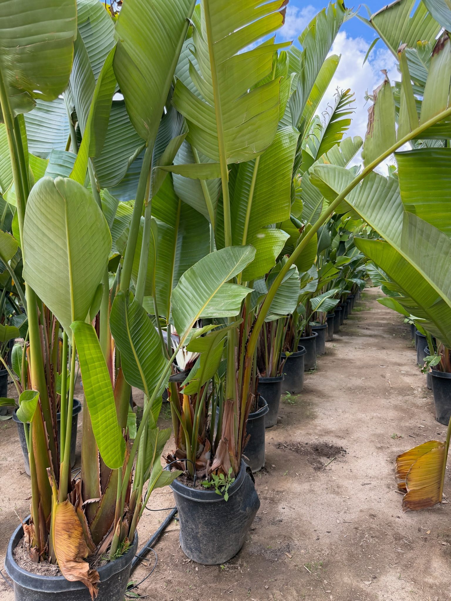 Rows of potted tropical plants with large green leaves in a nursery walkway