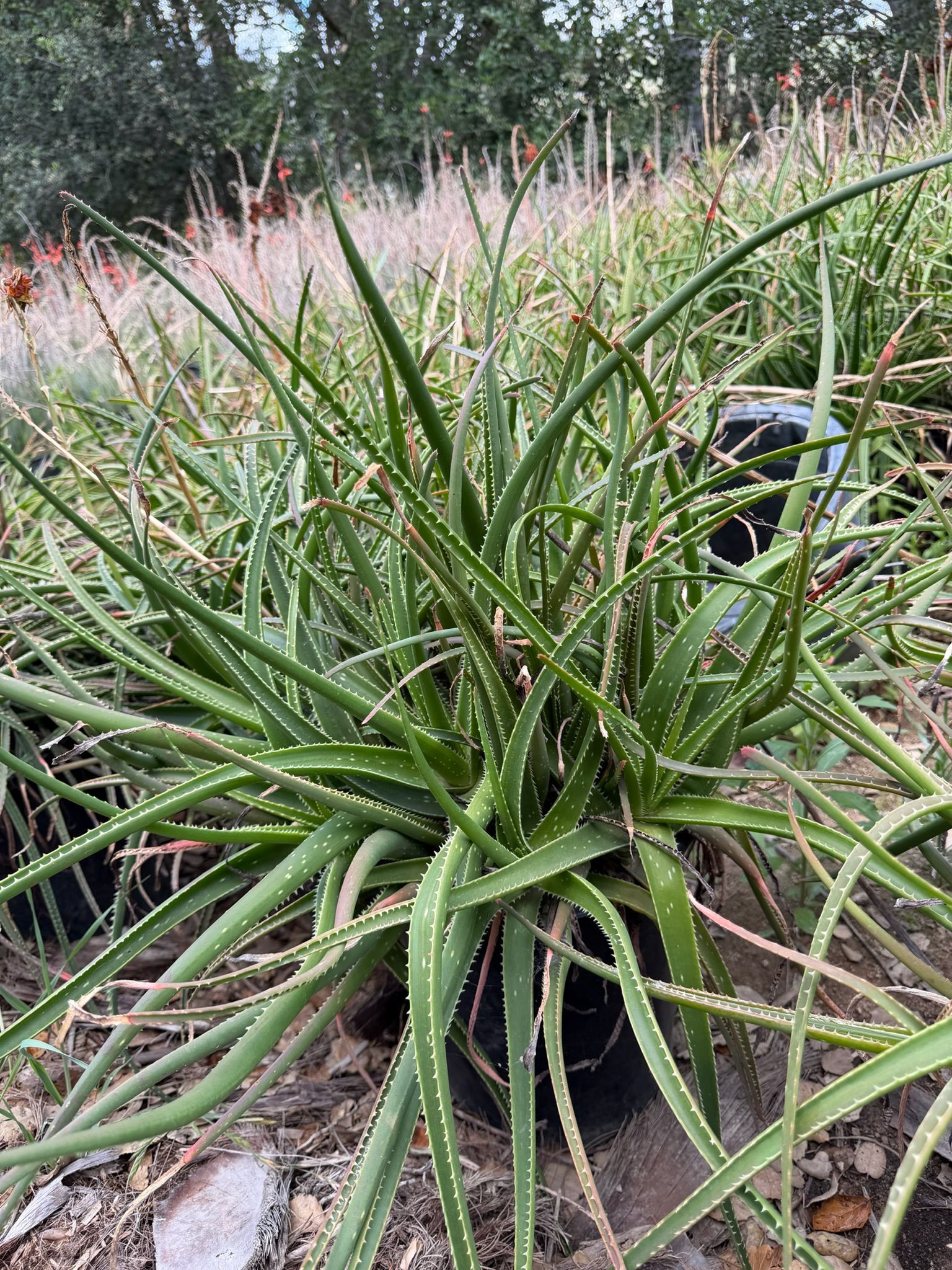 Green spiky succulent in a garden bed with pink grasses in the background