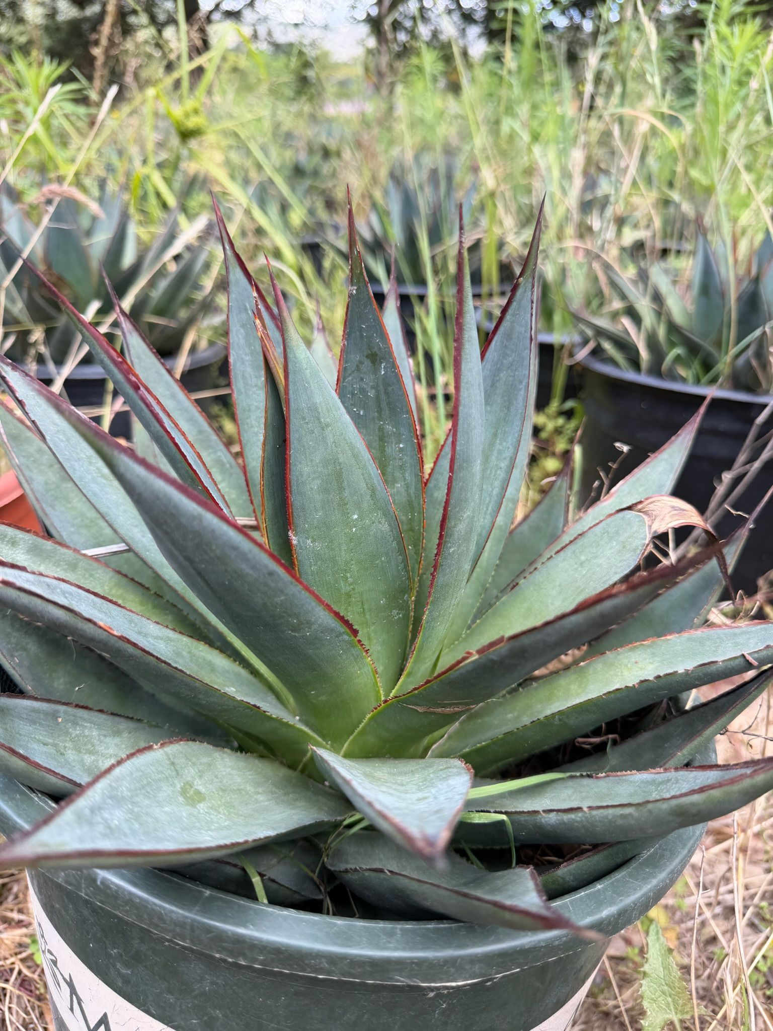 Potted agave plant with green, red-edged leaves in a nursery setting