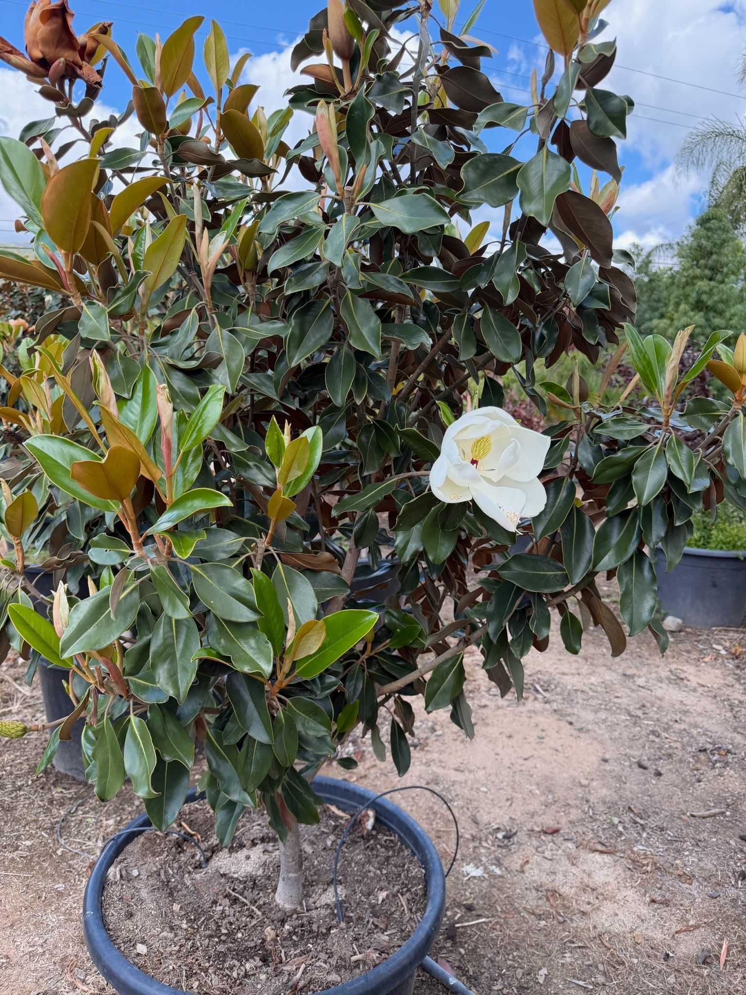 Magnolia tree in a pot with glossy green leaves and a white flower outdoors.