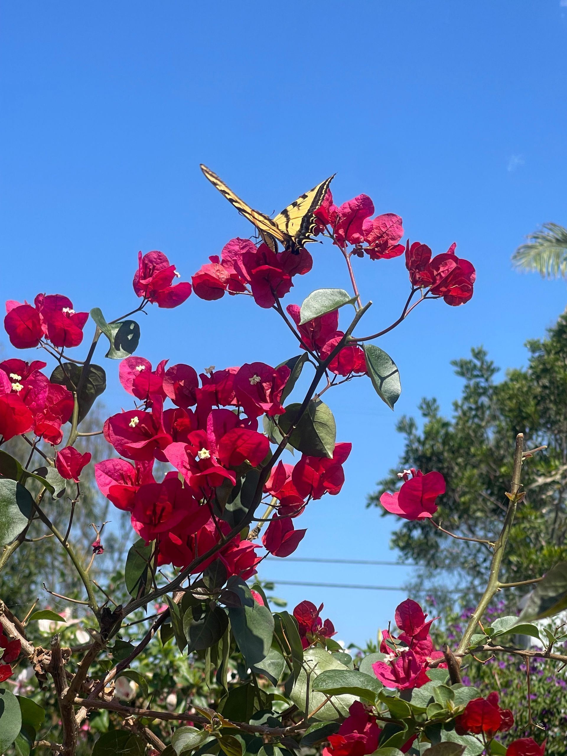 Yellow butterfly on bright pink flowers against a blue sky