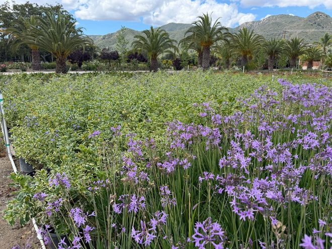 Purple wildflowers in a garden with palm trees and mountains under a blue sky