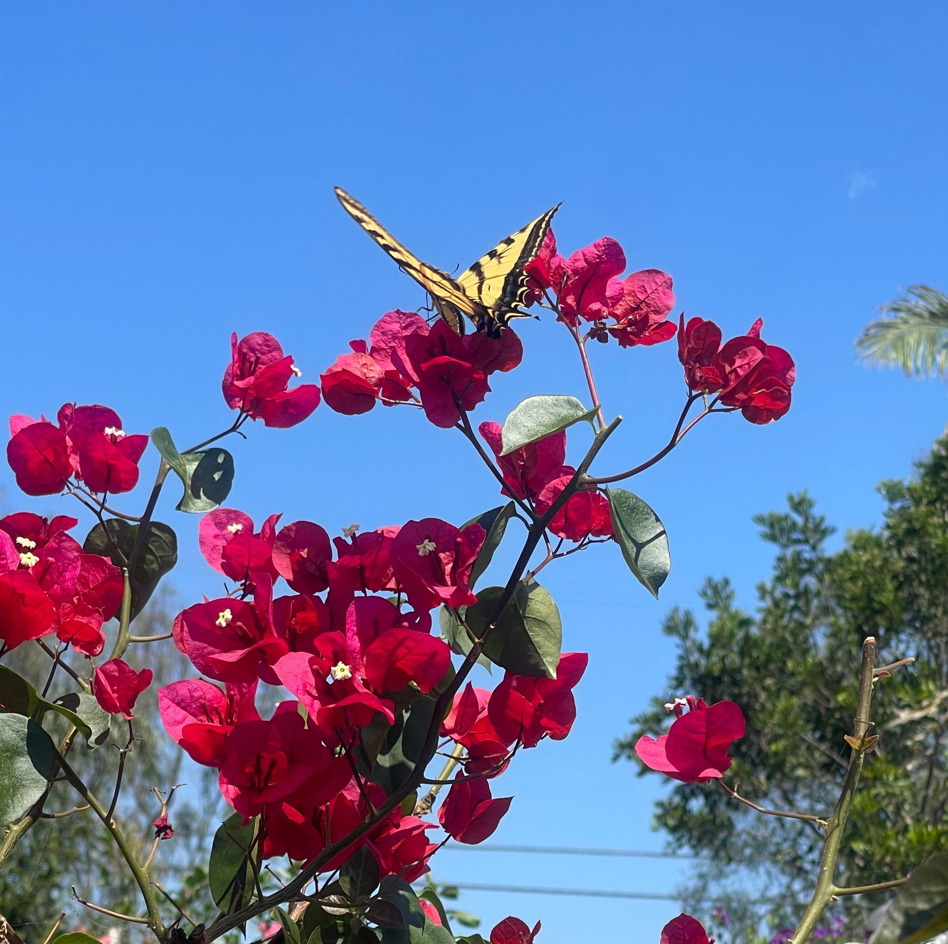 Buena Creek Nursery
