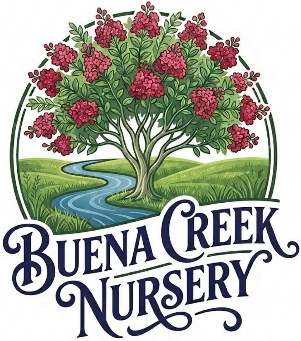 Buena Creek Nursery Logo
