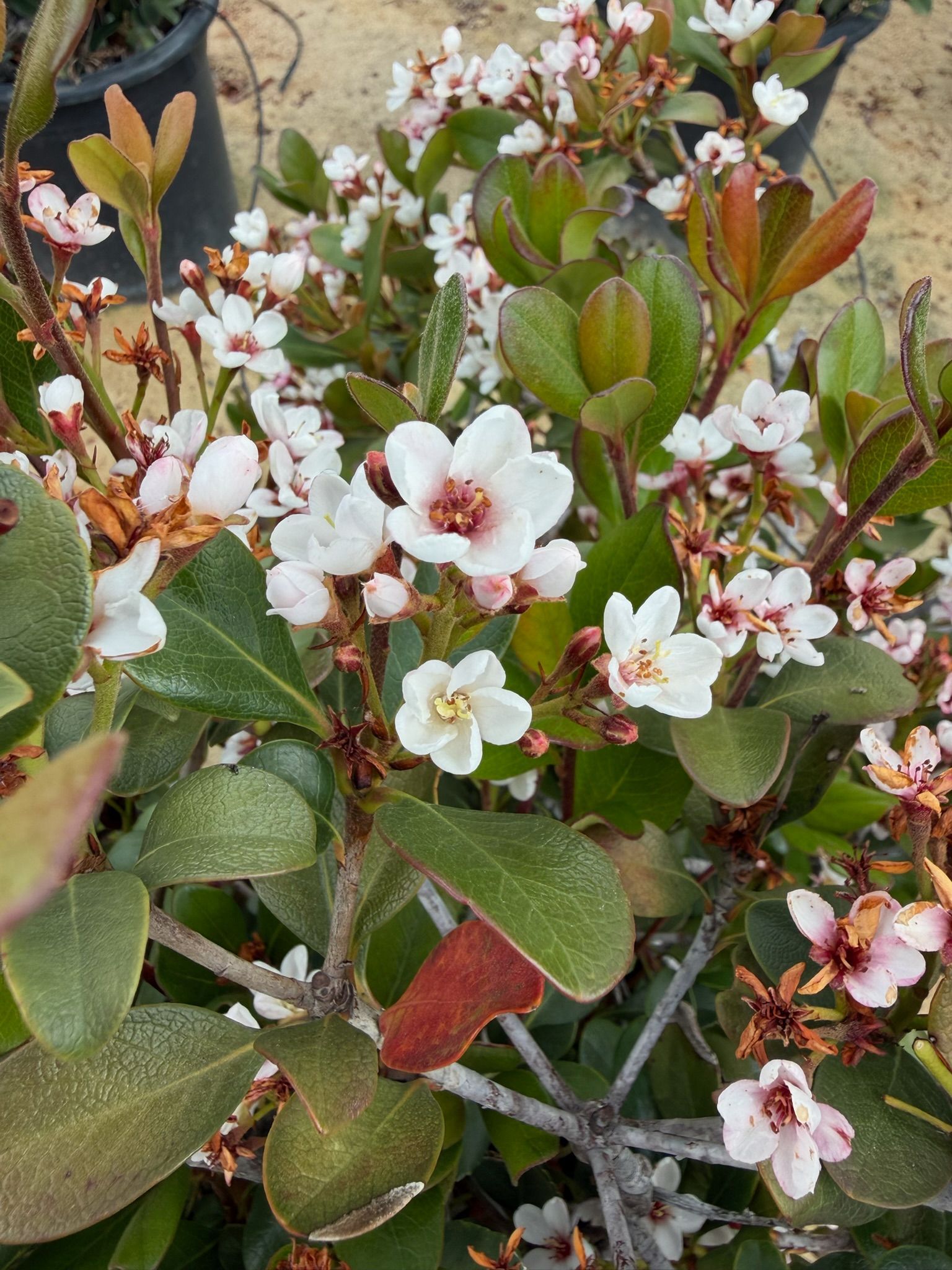 White flowers and green leaves on a flowering shrub with some reddish new growth