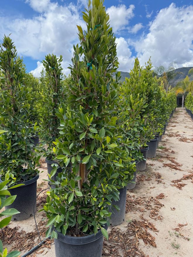 Potted young trees in a nursery row under a bright blue sky with clouds