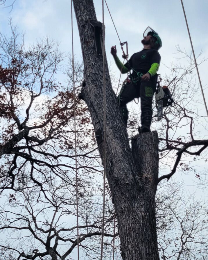 Arborist in safety gear cutting a tall tree from a narrow trunk perch outdoors