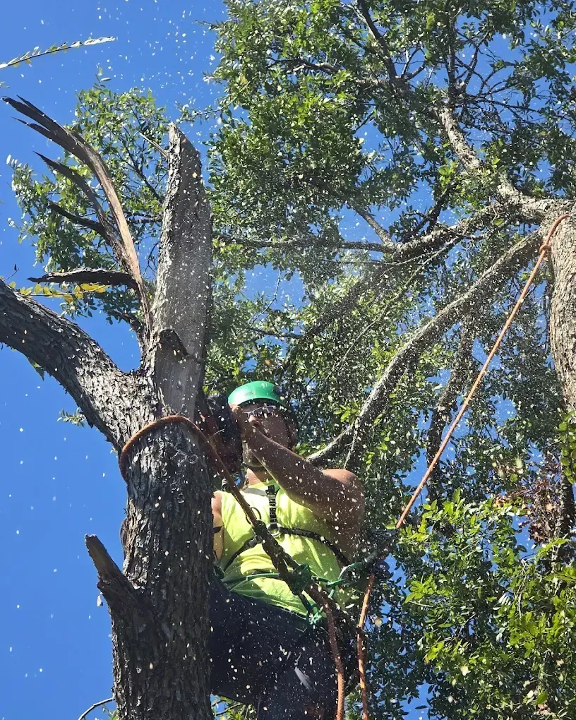 Tree worker in a green shirt and helmet trimming branches high in a leafy tree under a blue sky