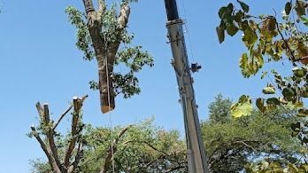 Trimmed tree branches against a blue sky near utility poles and leafy trees.
