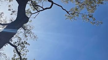 Tree branches silhouetted against a bright blue sky with sunlight streaming through leaves