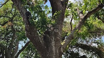 Large tree trunk with spreading branches and green leaves against a bright sky