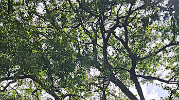 Dense tree canopy with green leaves and dark branches against a bright sky